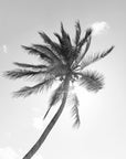The Coco Palm - 010