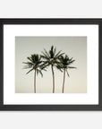 The Coco Palm - 008