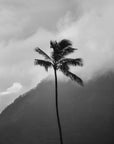 The Coco Palm - 001