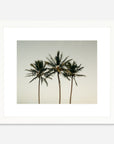 The Coco Palm - 008
