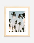 The Coco Palm - 003