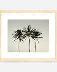 The Coco Palm - 008